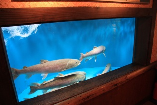 日本最大の淡水魚｢イトウ｣