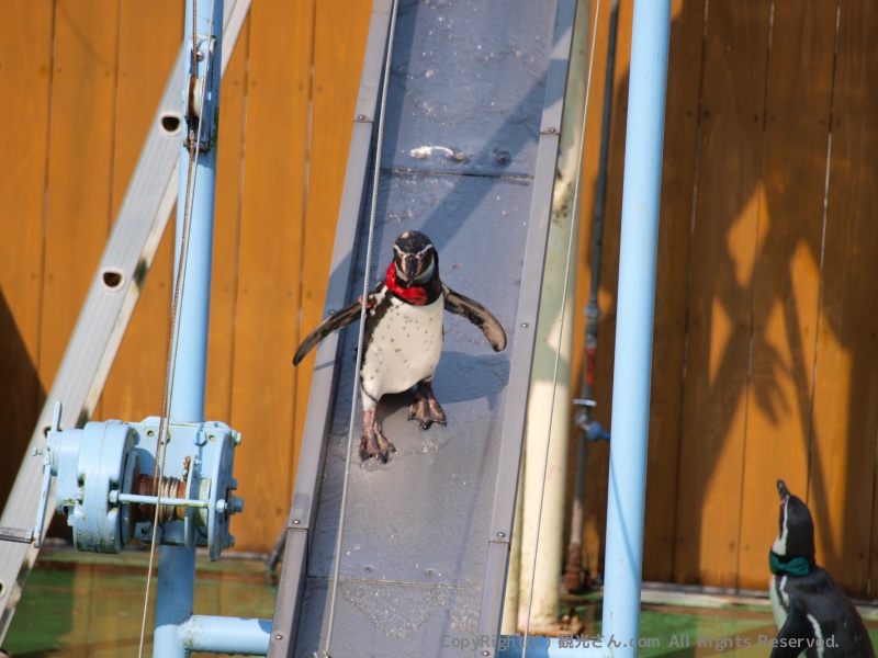 ペンギンショー