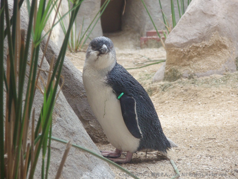 コガタペンギン３