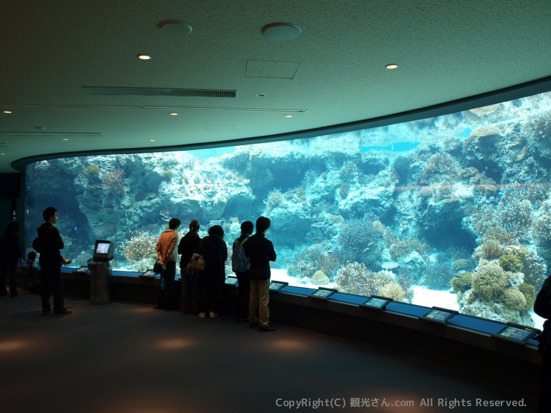 サンゴ礁の水槽