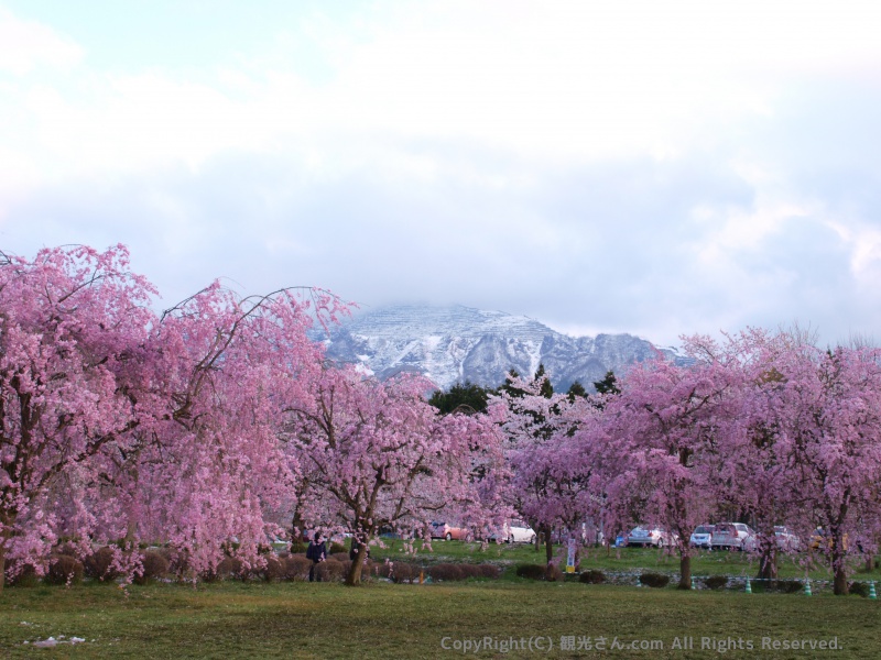 桜と武甲山