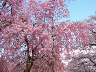 桜の名所です