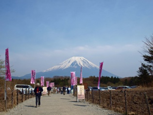 富士芝桜まつり会場
